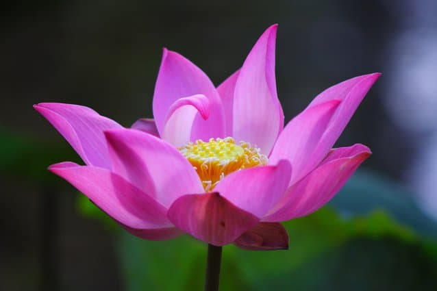 Resultado de imagem para flor lotus no coração